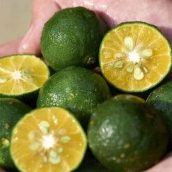 Shiseido Waso Shikulime Color Control Oil-Free Moisturizer 6 Shiseido Waso Shikulime Color Control Oil-Free Moisturizer -Maquillaje Cuidado Tienda 199132 6