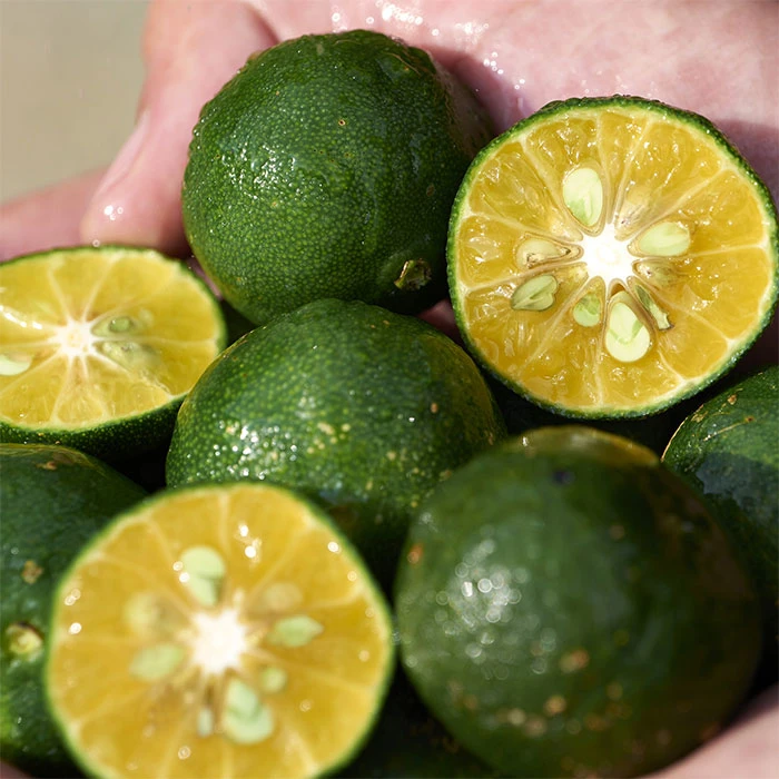 Waso Shikulime Color Control Oil-Free Moisturizer Shiseido Waso Shikulime Color Control Oil-Free Moisturizer -Maquillaje Cuidado Tienda 199132 6