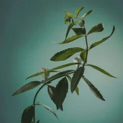 ADOLFO DOMINGUEZ Verbena Jengibre -Maquillaje Cuidado Tienda 211867 7